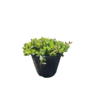 Purslane, Rose Moss - Portulaca Purslane, Rose Moss - Portulaca Image