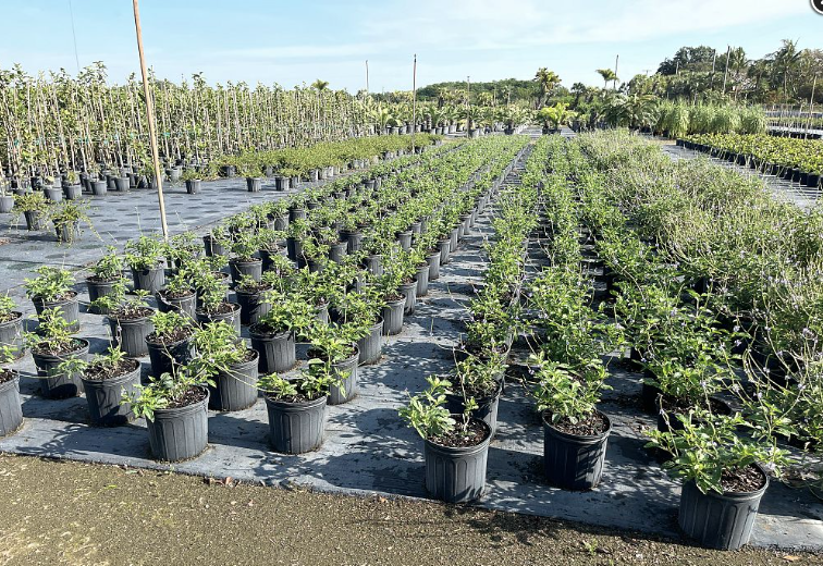 Florida Native Porterweed – Stachytarpheta jamaicensis - Smarty Plants ...