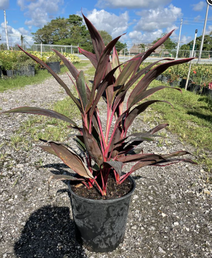 enkemand antyder Hvile Ti Plant – Cordyline fruticosa 'Red Sister' - Smarty Plants Nursery