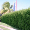 Hedge