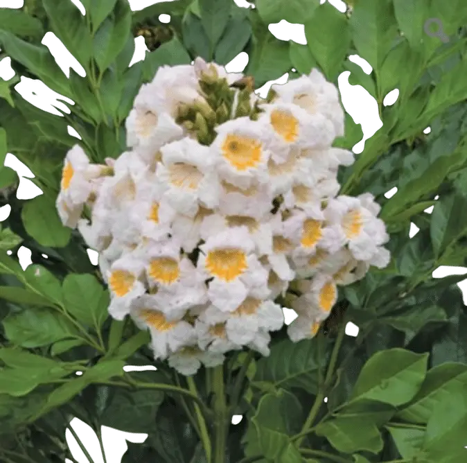 Photoroom_20250721_102007