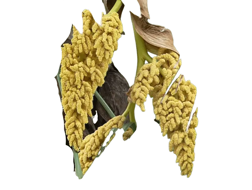 Photoroom_20250714_105629