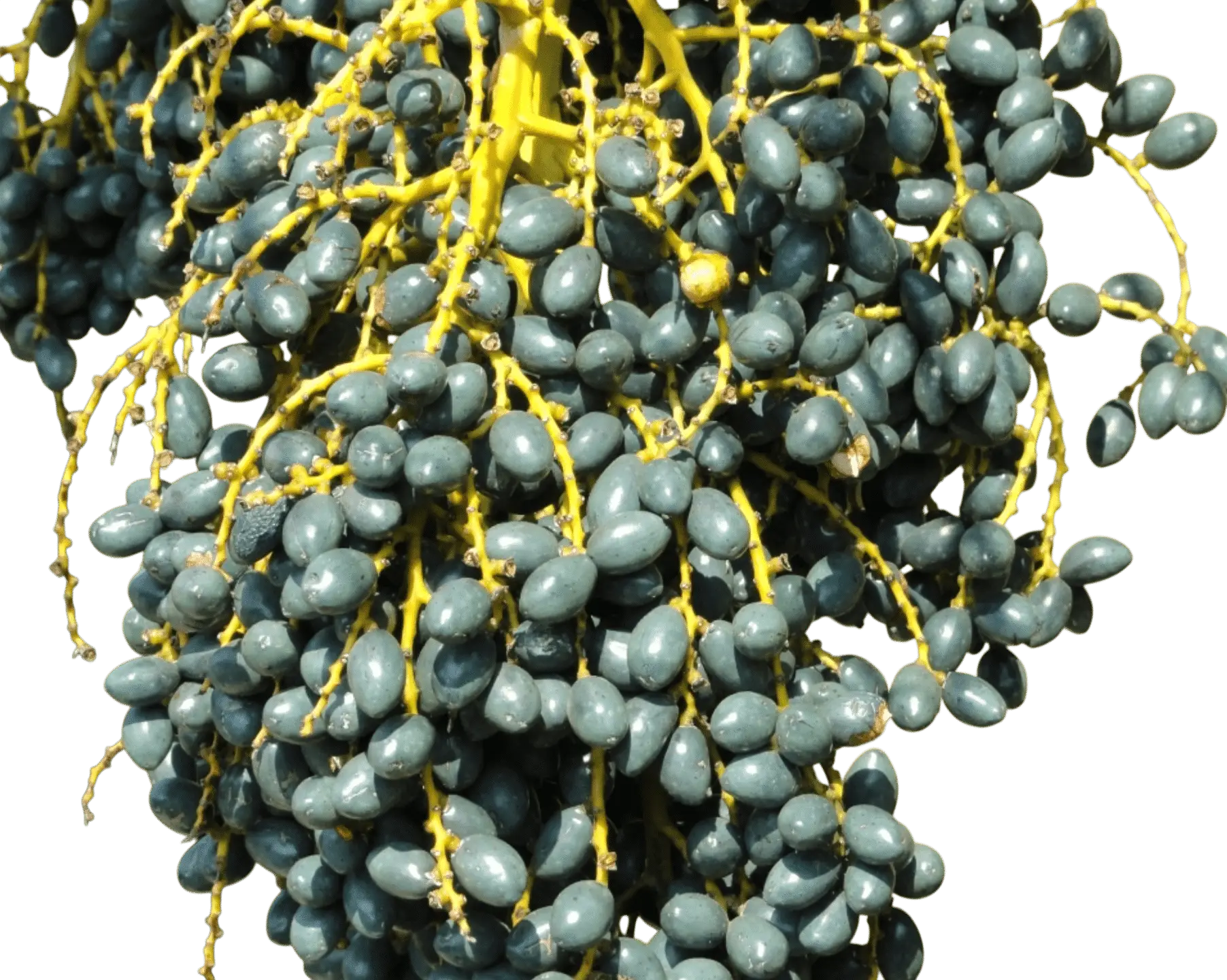 Photoroom_20250714_105658