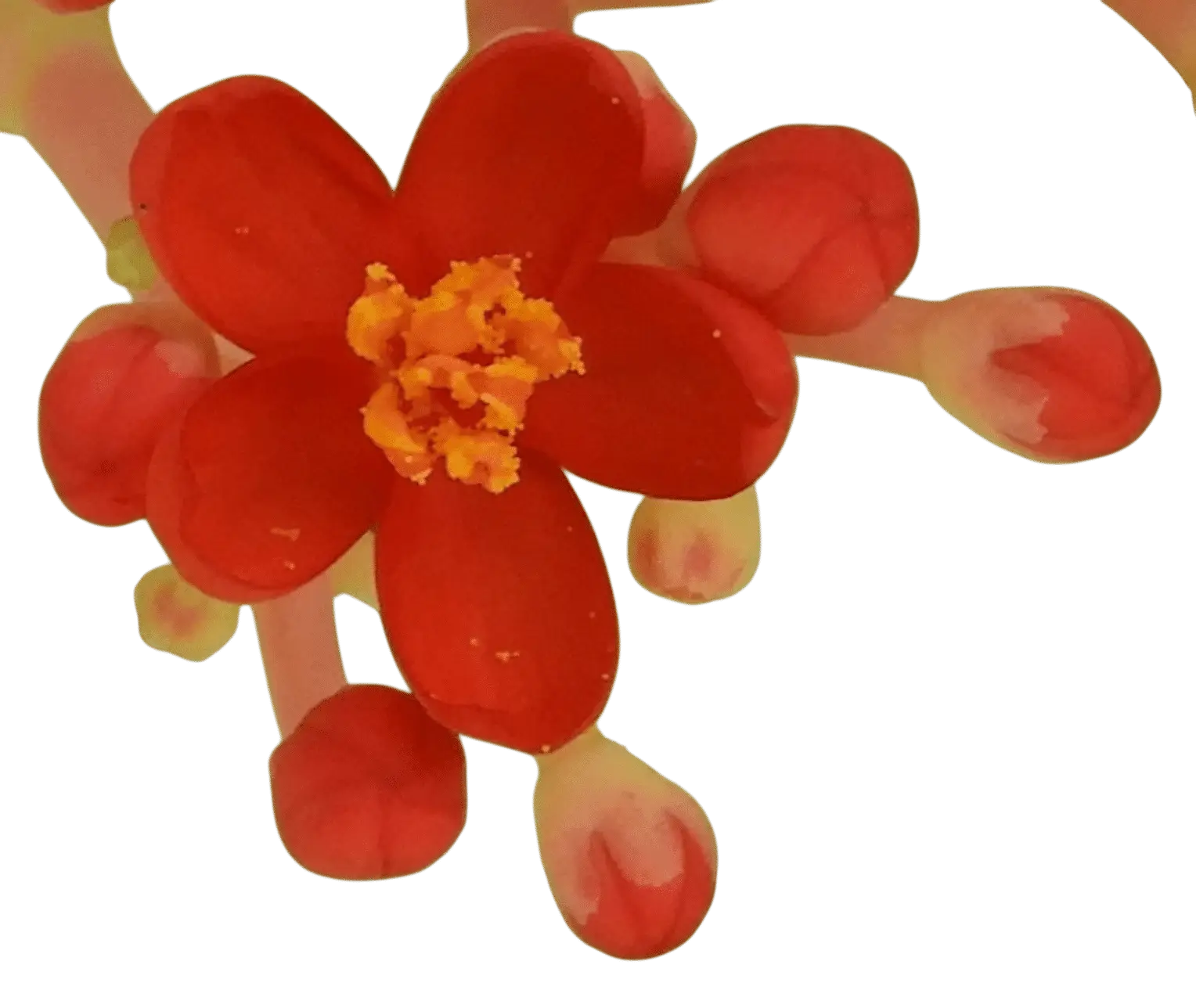 Photoroom_20250715_105155