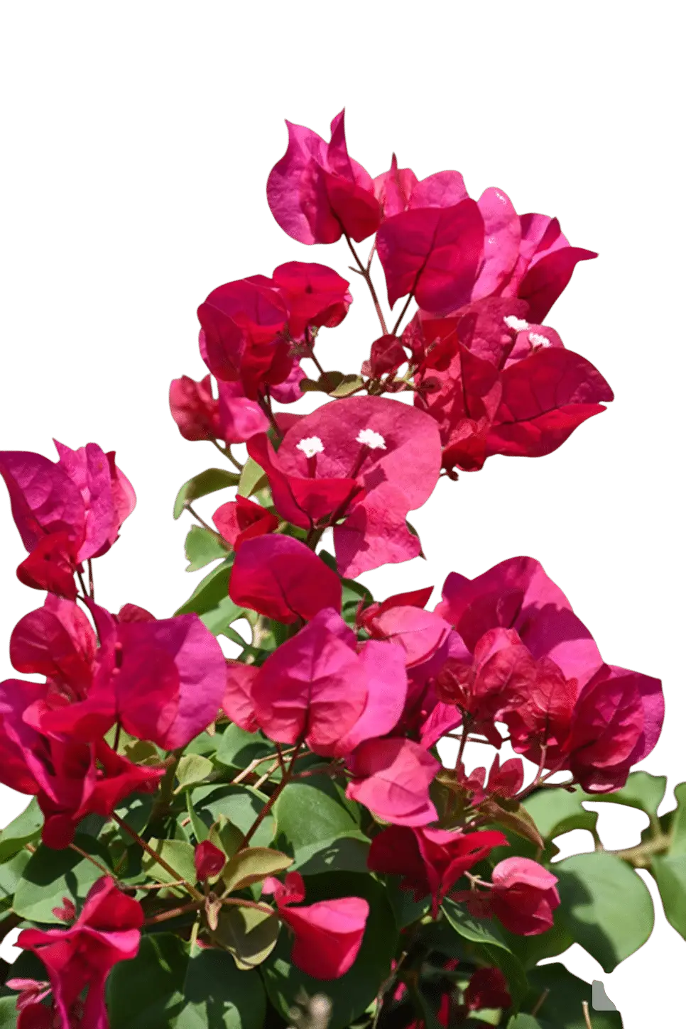 Photoroom_20250718_115446