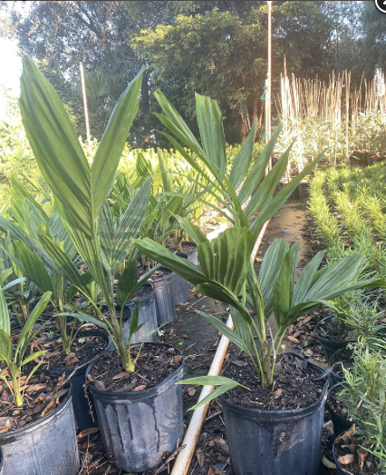 Alexander Palm, Solitaire Palm – Ptychosperma elegans - Smarty Plants ...