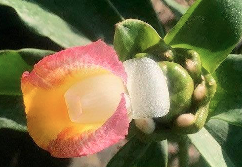 Spiral Ginger 'Fiery Costus'