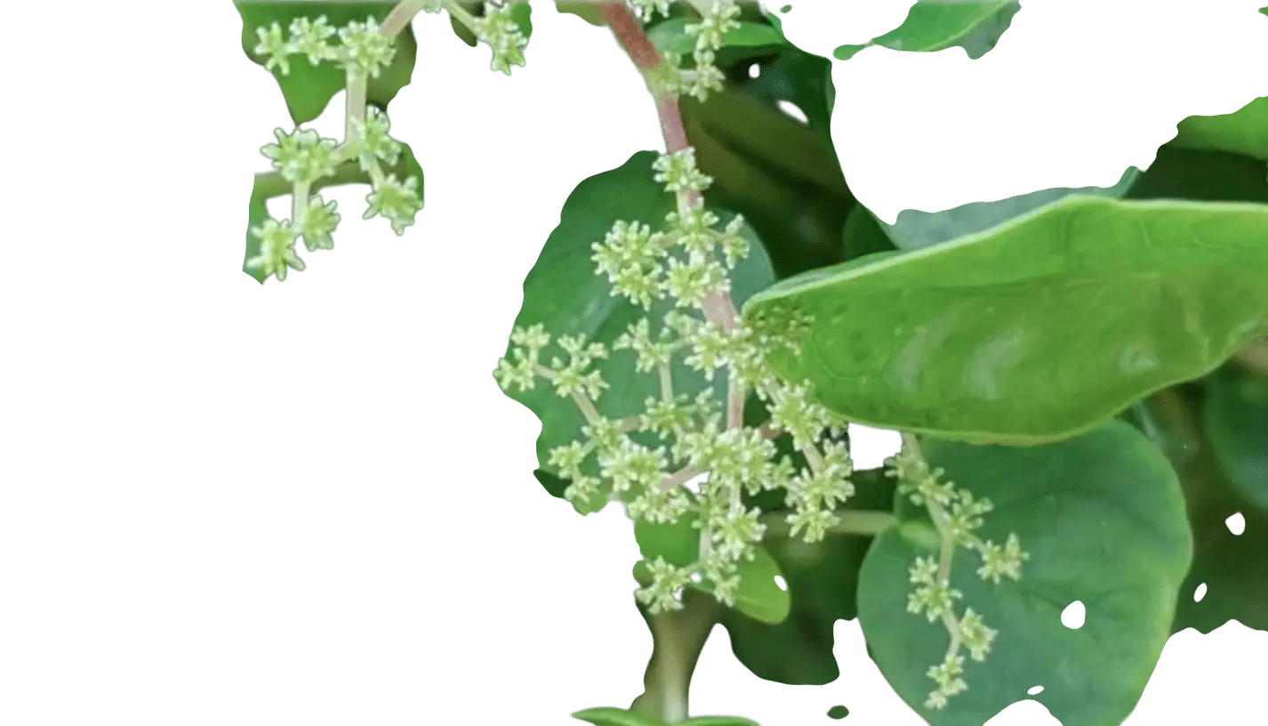 Photoroom_20250714_111957