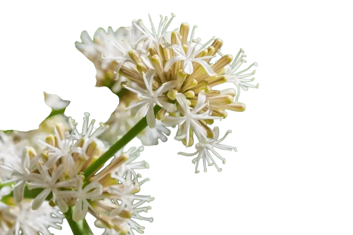 Photoroom_20250715_112149