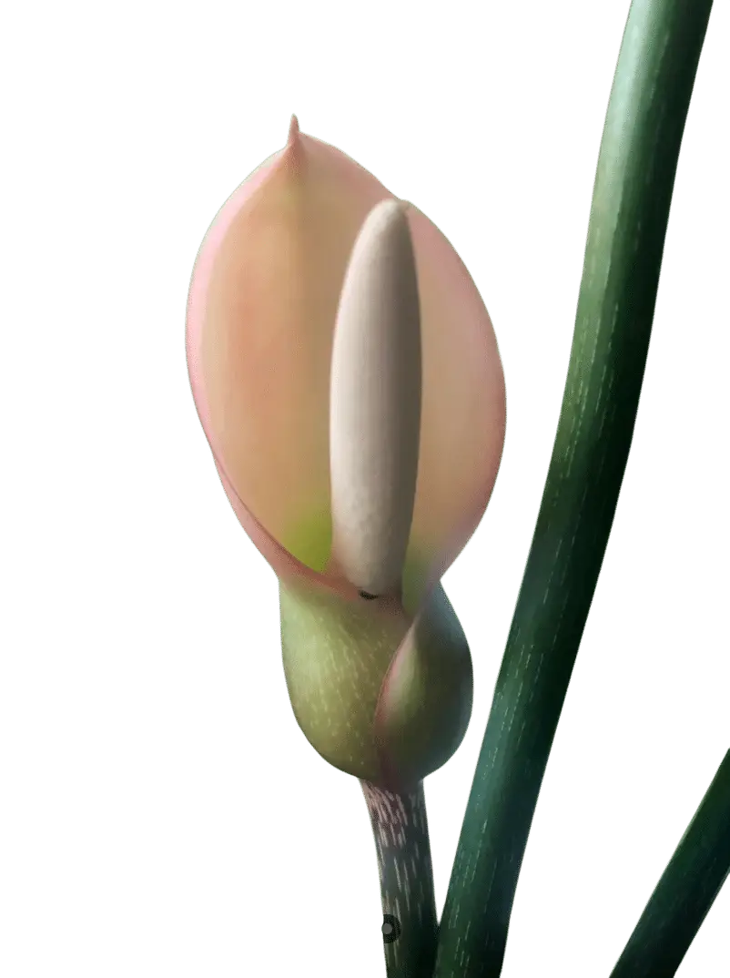 Photoroom_20250717_094309