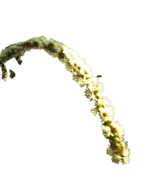 Photoroom_20250718_104954