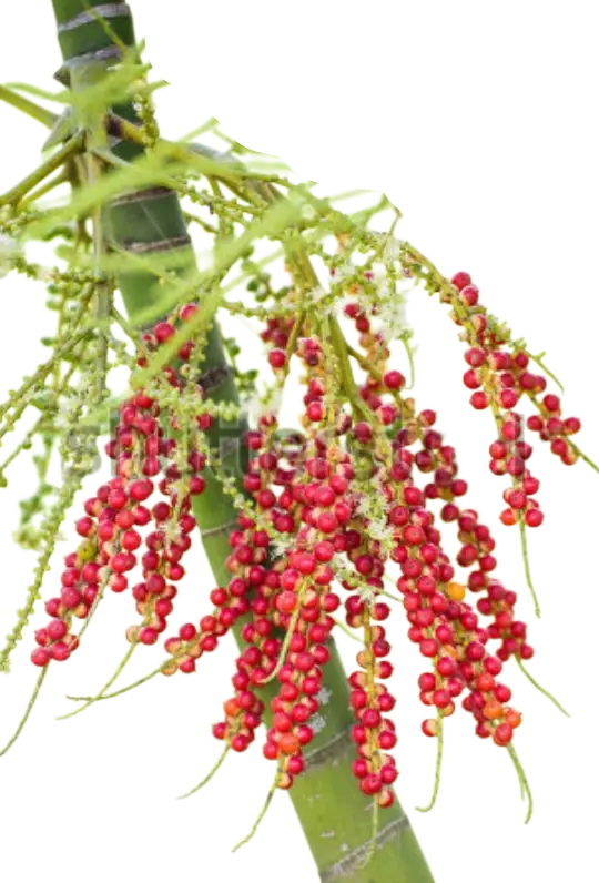 Photoroom_20250718_105036