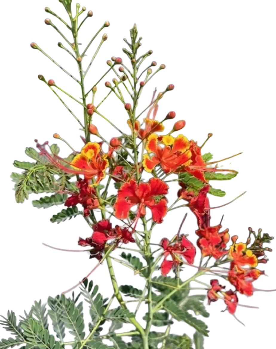 Photoroom_20250721_101132