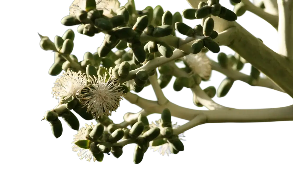 Photoroom_20250808_141429