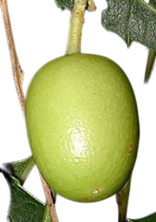 Photoroom_20250808_162536