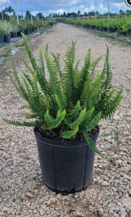 Kimberly Queen Fern – Nephrolepis obliterata ‘Kimberly Queen’ - Smarty ...