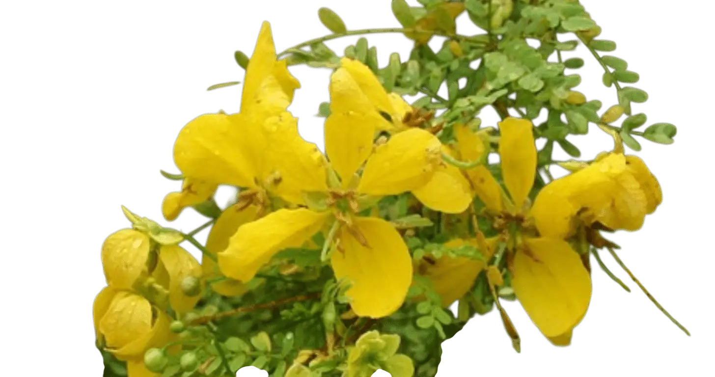 Photoroom_20250718_122037