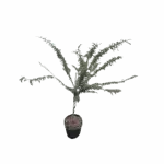 Desert Cassia - Senna polyphylla Image