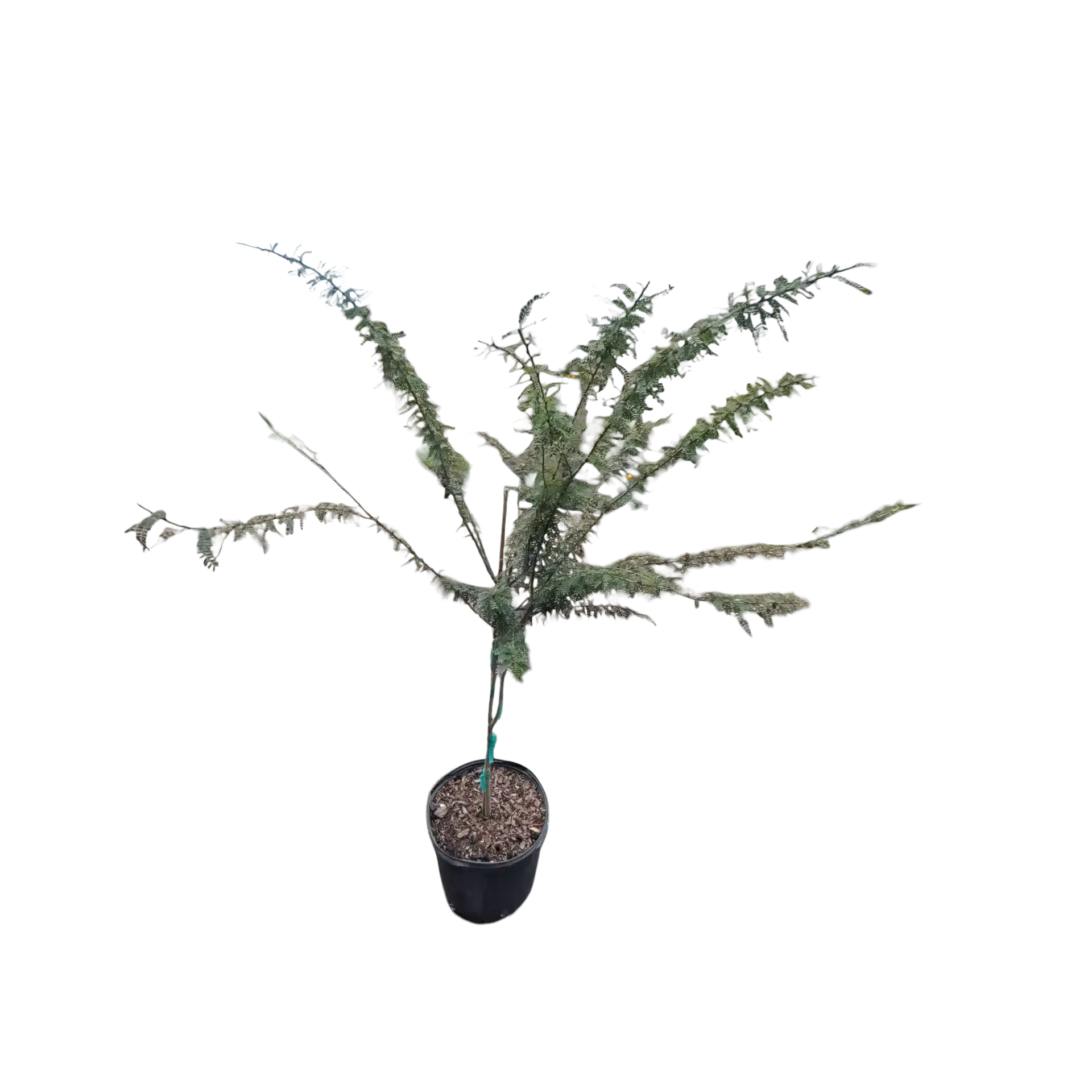 Photoroom_20260114_212616