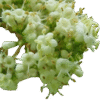 Cluster