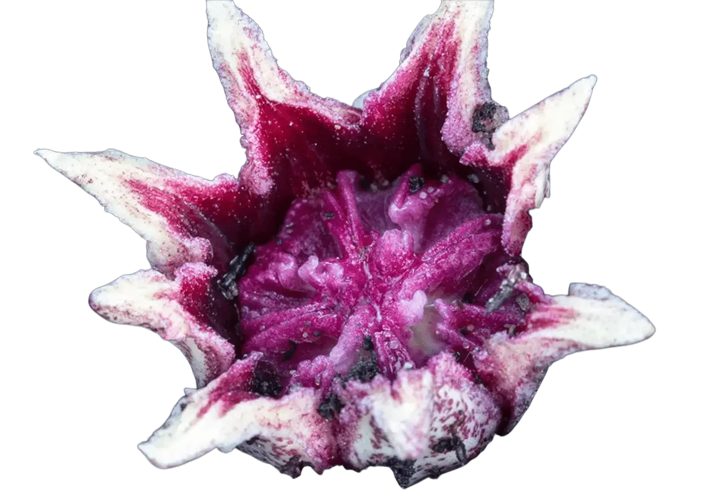 Photoroom_20250711_144552