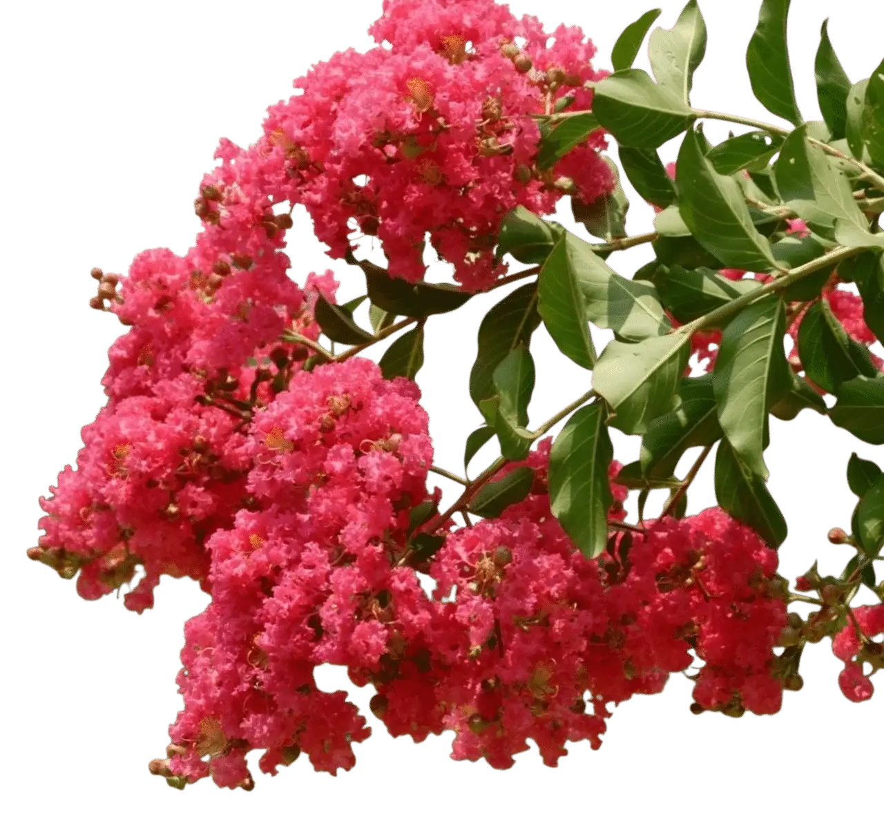 Photoroom_20250717_092359