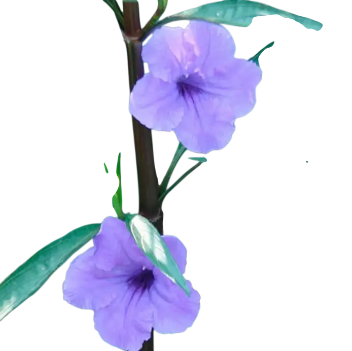 Photoroom_20250806_082915