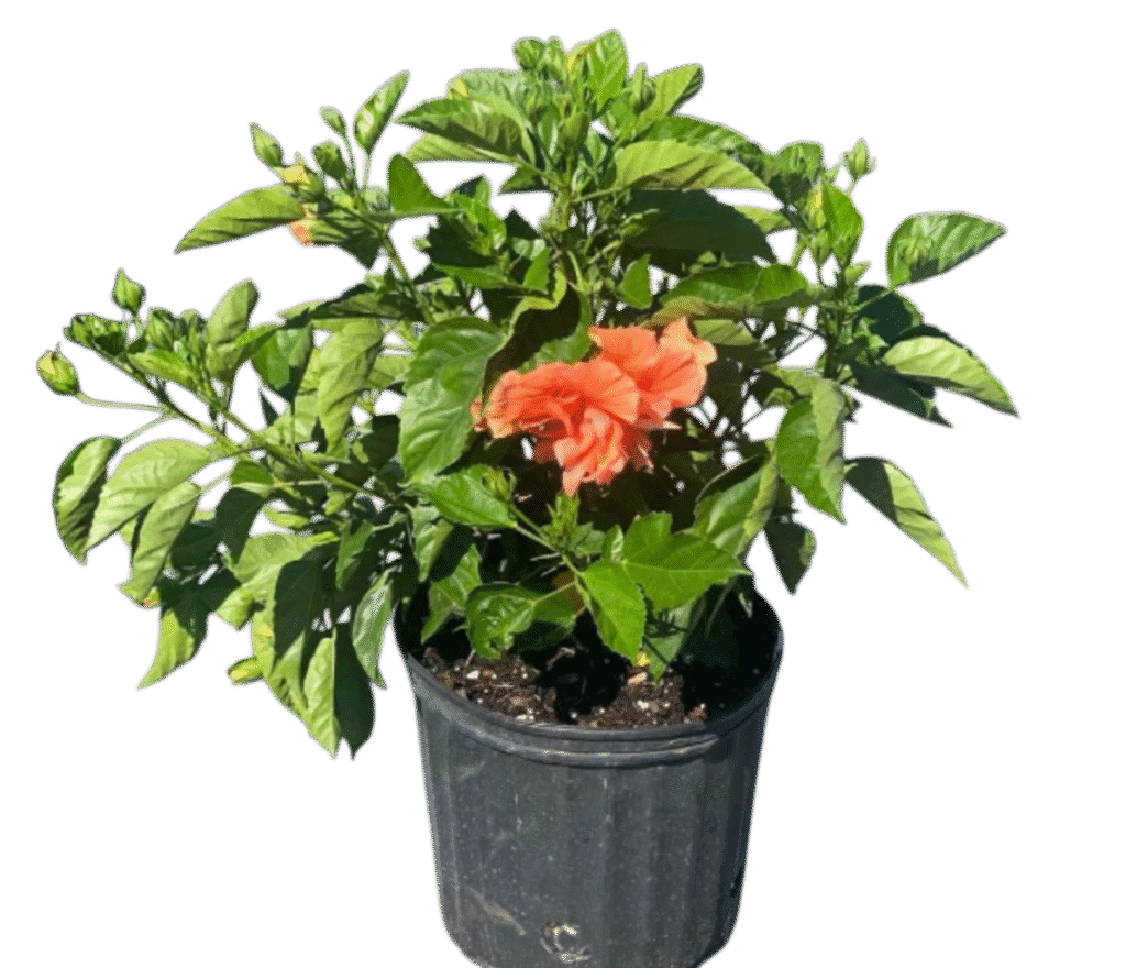 Hibiscus Double Peach Tree Reg
