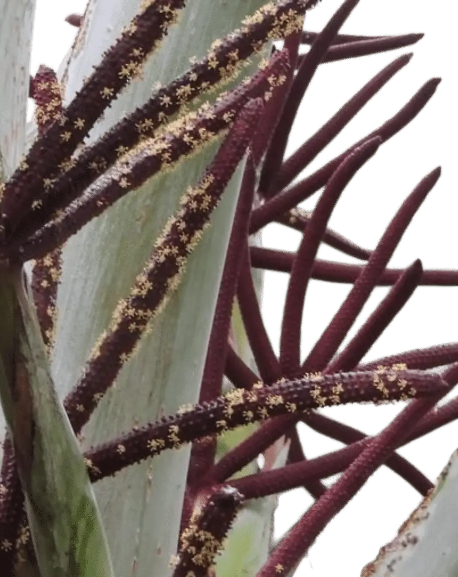 Photoroom_20250703_144037