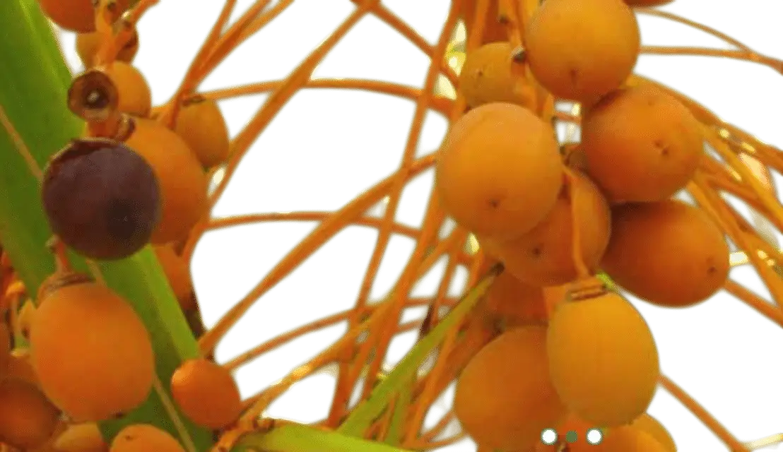 Photoroom_20250711_131626