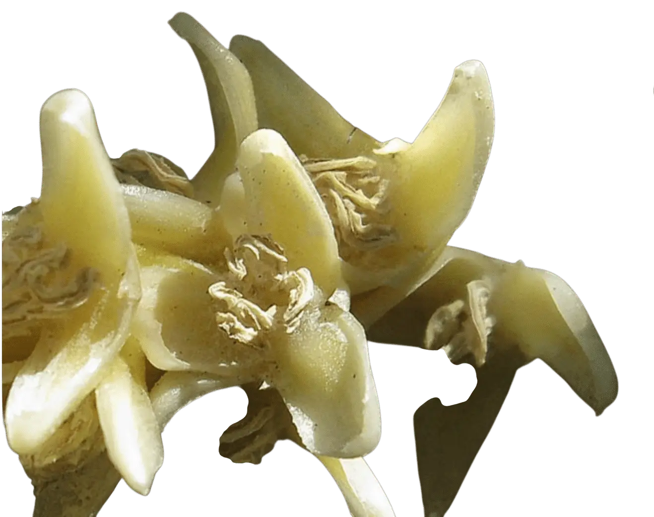 Photoroom_20250711_131706