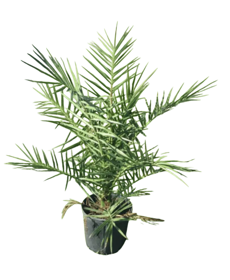 Photoroom_20250711_131732