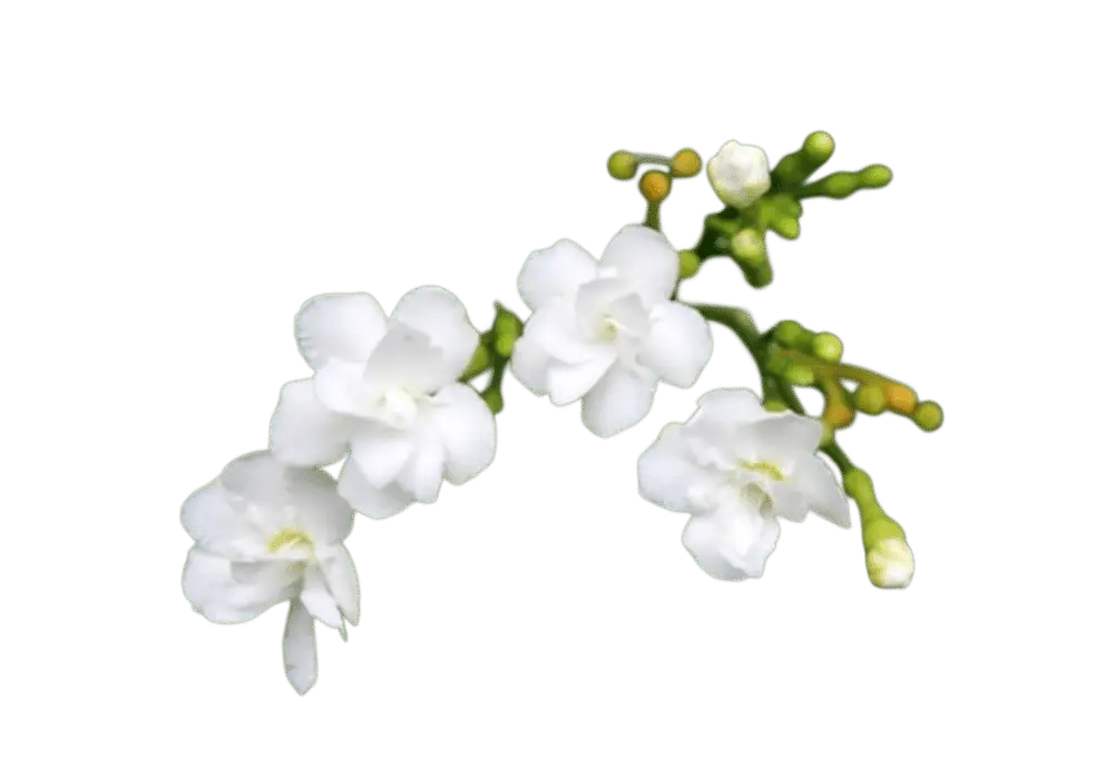 Photoroom_20250715_121454