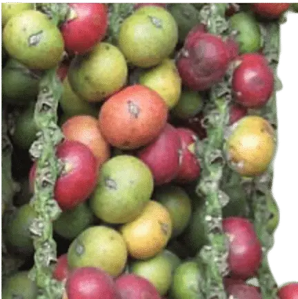 Photoroom_20250722_143914