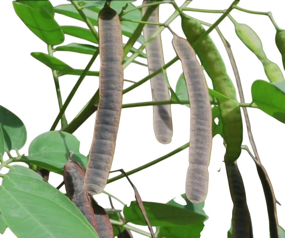 Photoroom_20250724_100745