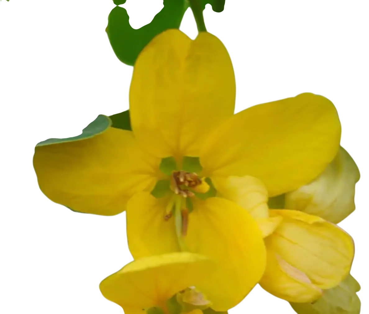 Photoroom_20250724_100807