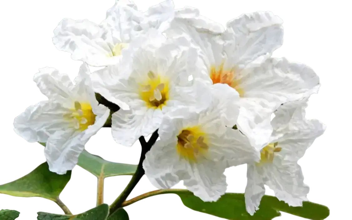 Photoroom_20250908_191837