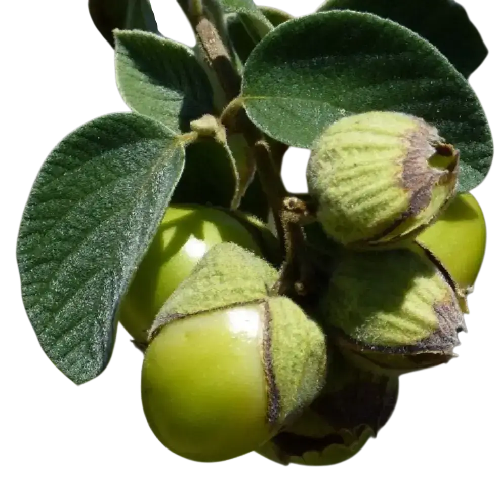 Photoroom_20250908_191856