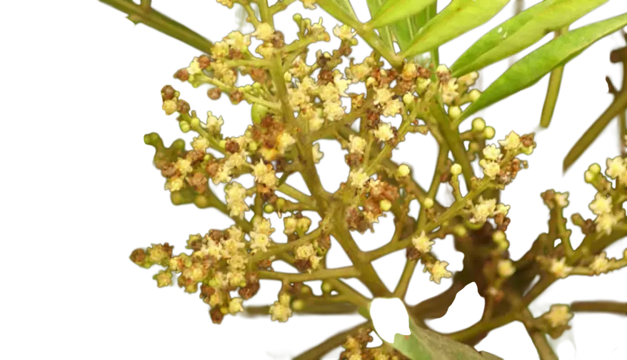 Photoroom_20250731_125150