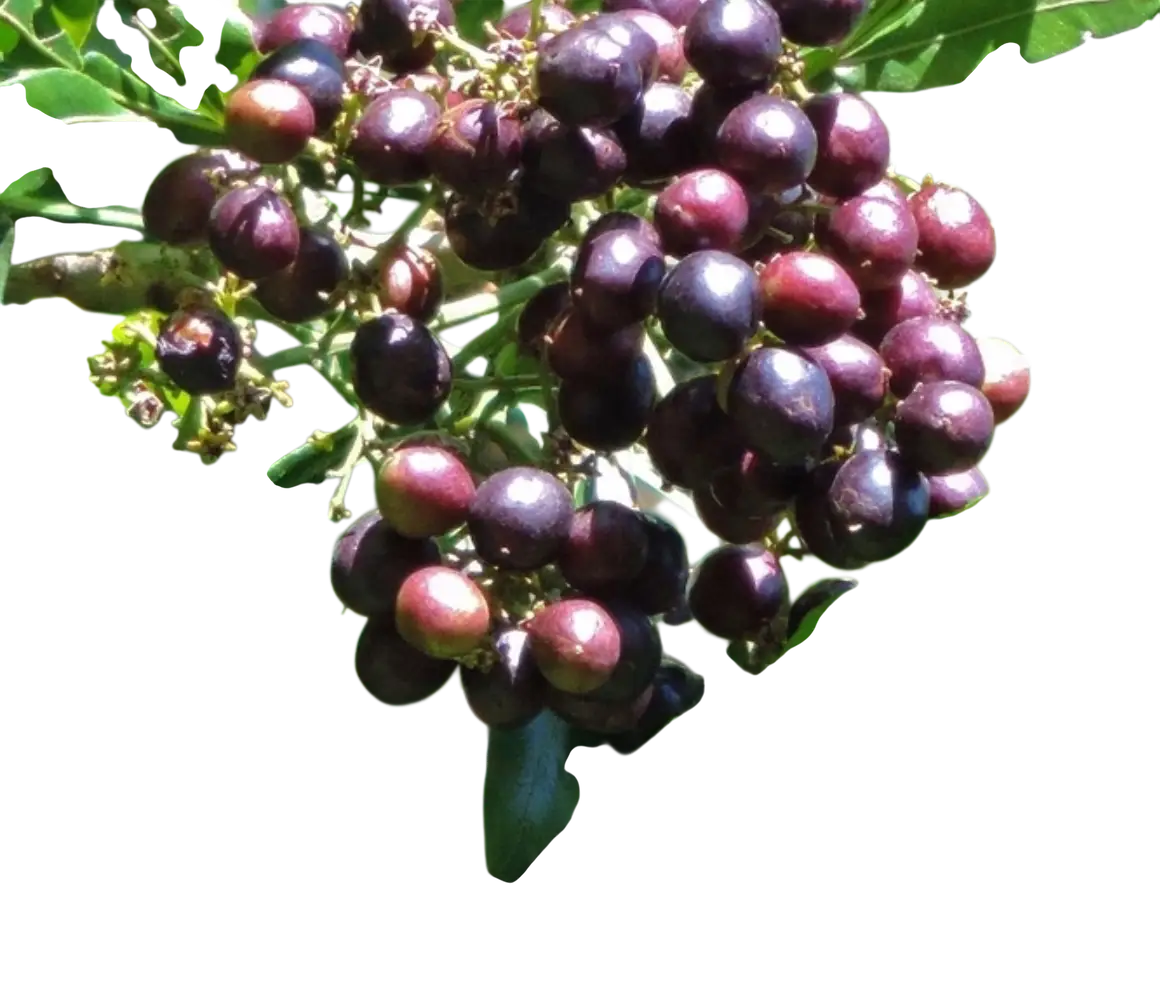 Photoroom_20250731_125302