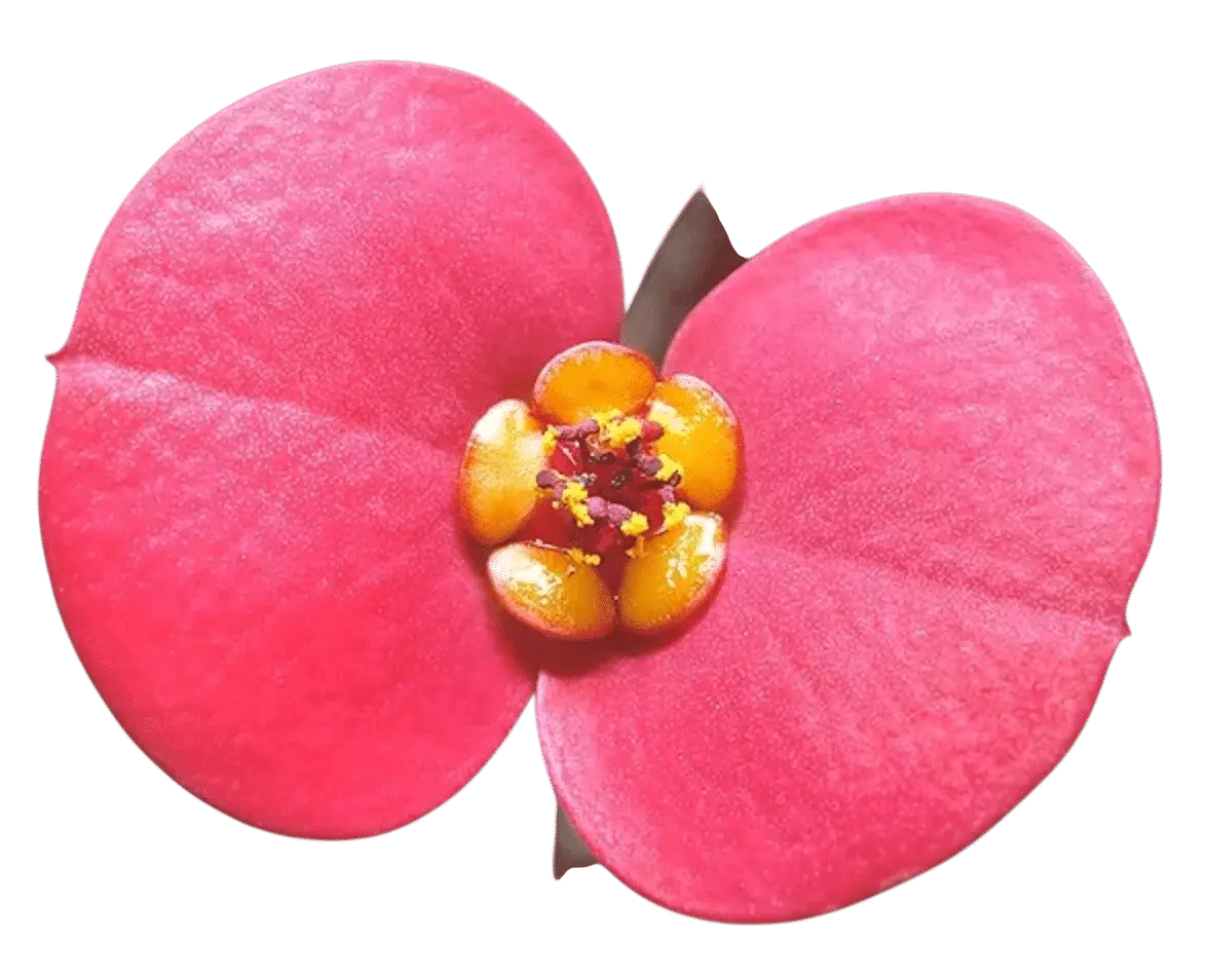 Photoroom_20250718_101055