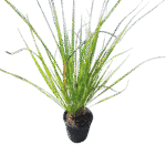 Florida gamagrass, Dwarf Fakahatchee grass - Tripsacum floridana Florida gamagrass, Dwarf Fakahatchee grass - Tripsacum floridana Image