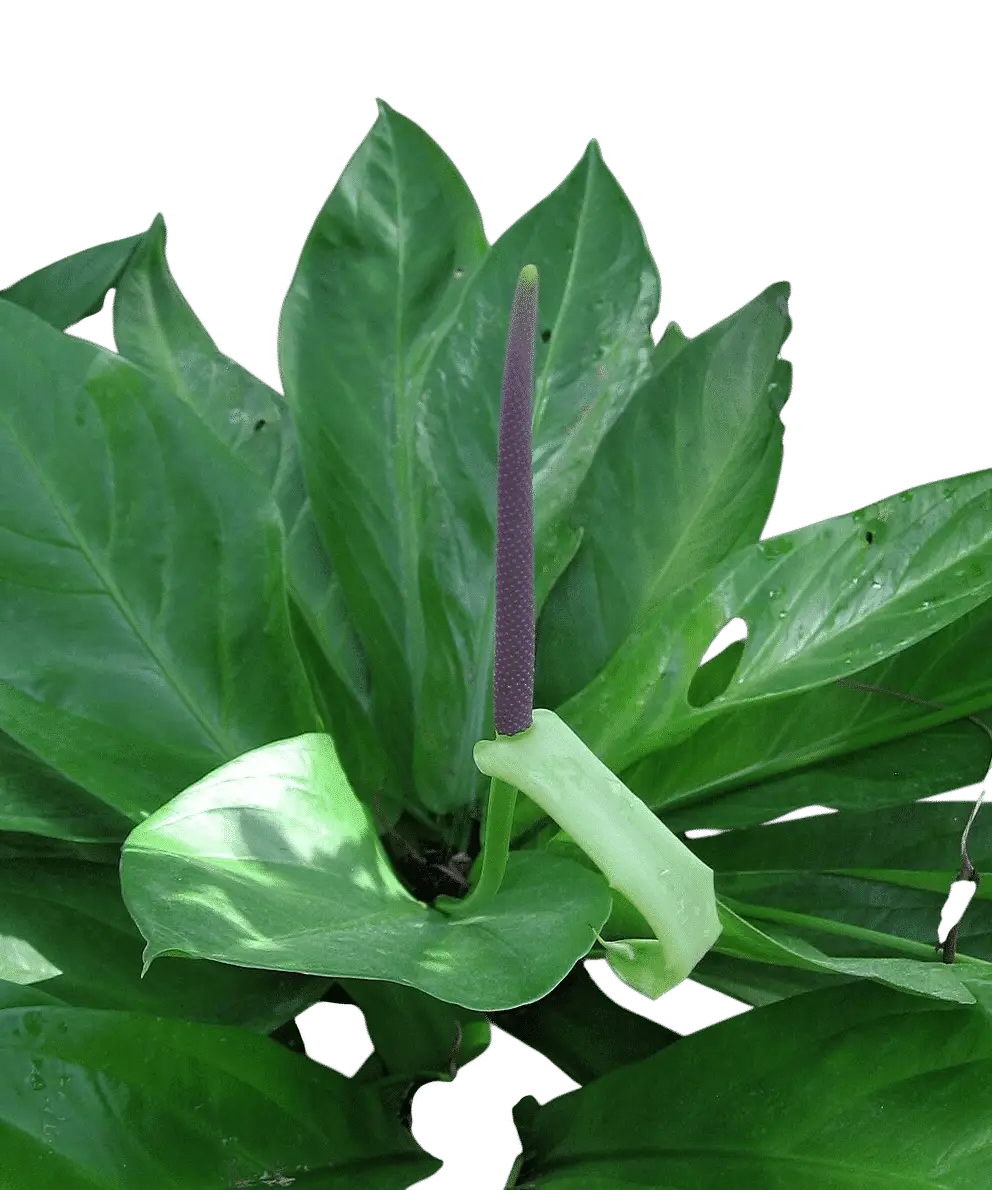 Photoroom_20250703_142829