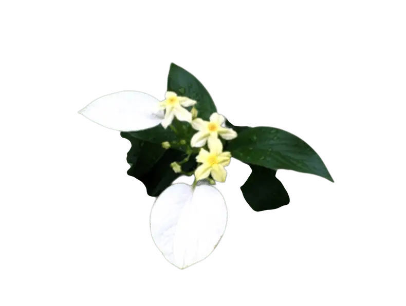 Photoroom_20250721_105237