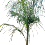 Queen Palm, Cocos Plumosa - Syagrus romanzoffiana Queen Palm, Cocos Plumosa - Syagrus romanzoffiana Image