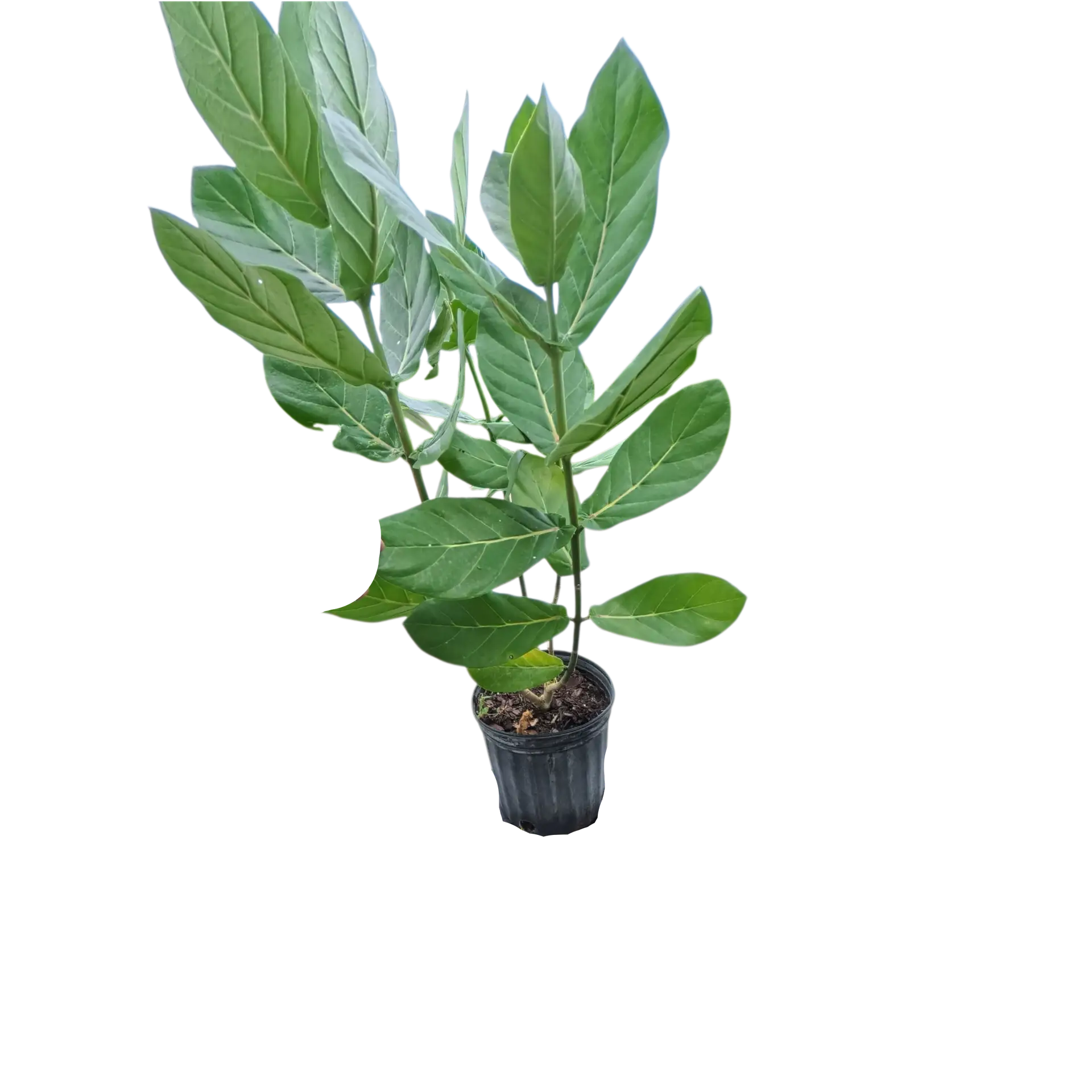 Photoroom_20251107_152542