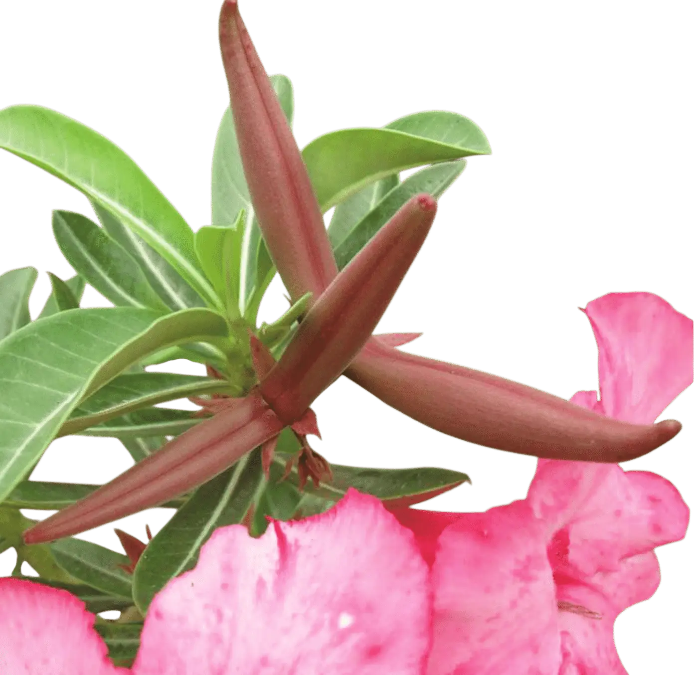 Photoroom_20250718_123054