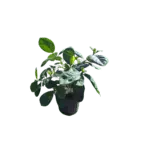 Tahitian Gardenia - Gardenia taitensis Tahitian Gardenia - Gardenia taitensis Image