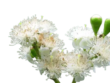 Photoroom_20250711_154855