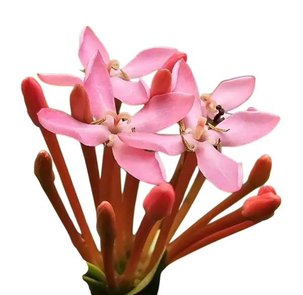 Photoroom_20250902_134536